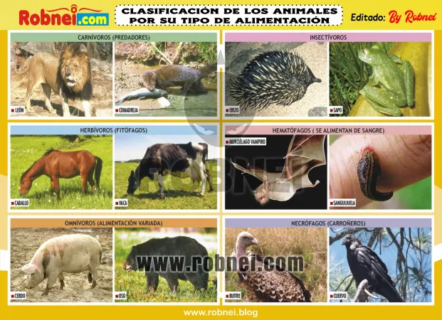 Clasificacion De Los Animales Por Su Tipo De Alimentacion 1